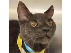 Adopt Old Blue a Domestic Short Hair