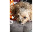Adopt Tres Leche a Yorkshire Terrier