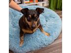 Adopt Paxton a Miniature Pinscher