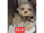 Adopt Beck a Shih Tzu
