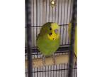 Adopt 5 a Parakeet (Other)