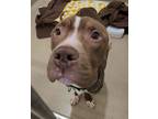 Adopt WOODSON a Pit Bull Terrier