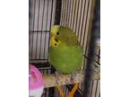 Adopt 9 a Parakeet (Other)