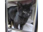 Adopt GLEN a Domestic Short Hair