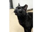 Adopt BINX a Domestic Short Hair