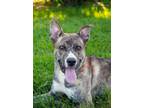 Adopt DICE a Husky, Pit Bull Terrier