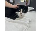 Adopt Oreo a Domestic Short Hair