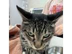 Adopt 0074-C24 a Domestic Short Hair