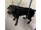 Adopt Jonas 24-04-086 a Black Labrador Retriever