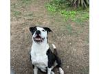 Adopt Charlie a American Staffordshire Terrier