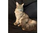 Adopt Hermey a Domestic Medium Hair