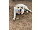 Adopt Rocco a Labrador Retriever