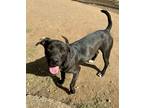 Adopt Mac a American Staffordshire Terrier