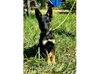 Adopt Toby a German Shepherd Dog, Mixed Breed