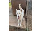 Adopt Lobo a Husky, Shepherd