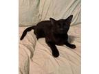 Adopt Louie a Domestic Short Hair