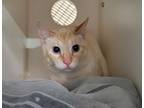 Adopt Oliver a Domestic Short Hair