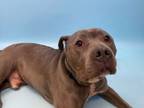 Adopt Nike a American Staffordshire Terrier
