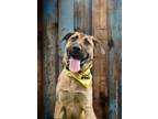 Adopt Apollo a Anatolian Shepherd