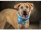 Adopt Clark a Anatolian Shepherd