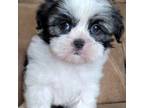 Mal-Shi Puppy for sale in Camilla, GA, USA
