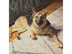 Adopt Goose a German Shepherd Dog