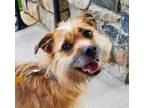 Adopt Harley a Terrier