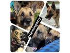 Adopt Hemingway a German Shepherd Dog