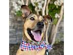 Adopt Beckham a German Shepherd Dog, Black Mouth Cur