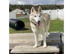 Adopt Togo a Husky