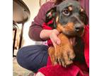 Rottweiler Puppy for sale in Lansing, MI, USA