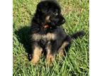 German Shepherd Dog Puppy for sale in Polk City, FL, USA