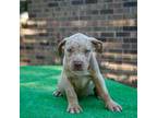 Mutt Puppy for sale in Lyons, GA, USA