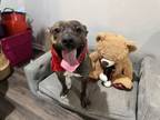 Adopt Bryan a Pit Bull Terrier, Mixed Breed