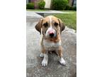 Adopt Queso a Mixed Breed