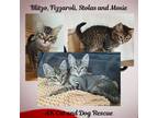 Adopt Fizzarolli a Domestic Medium Hair