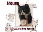 Adopt Mouse a Domestic Medium Hair