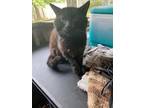Adopt Sea Biscuit a Domestic Short Hair