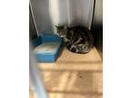 Adopt Miner a Domestic Short Hair