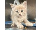 Adopt Frizz a Domestic Short Hair