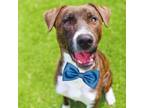Adopt Jody - LOVES snacks, dogs, and humans! a Pit Bull Terrier