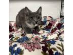 Adopt Nickle a Russian Blue