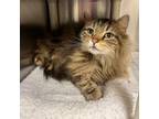 Adopt King a Maine Coon, Domestic Long Hair