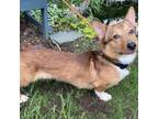 Adopt Peanut a Corgi, Mixed Breed