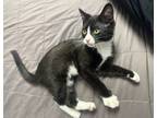 Adopt Naomi's : Jude a Domestic Short Hair