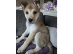 Adopt Miller - North Roaders a Mixed Breed