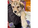 Adopt Parsons - North Roaders a Mixed Breed