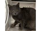 Adopt Ziploc a Domestic Short Hair