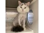 Adopt Sir Demetrious a Domestic Long Hair