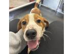 Adopt TRAPPER a Beagle